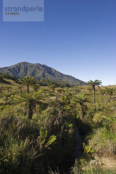 Bergwiese und Palmfarne (Cycadales) auf 9000 Fuß Höhe bei der Tari-Schlucht im südlichen Hochland  Papua-Neuguinea  Ozeanien