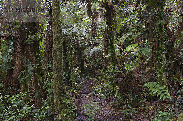 Montaner Regenwald rund um den Mount Hagen  Westliches Hochland  Papua-Neuguinea  Ozeanien