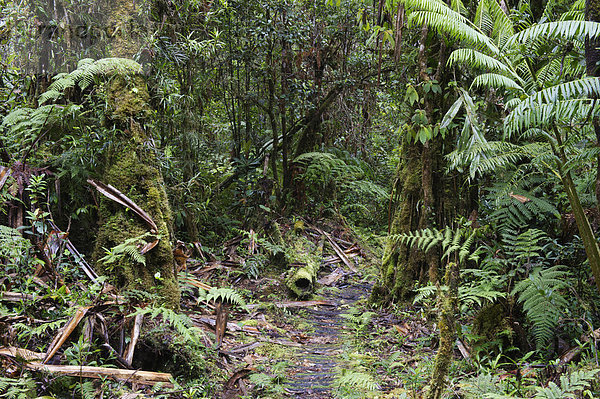Montaner Regenwald rund um den Mount Hagen  Westliches Hochland  Papua-Neuguinea  Ozeanien