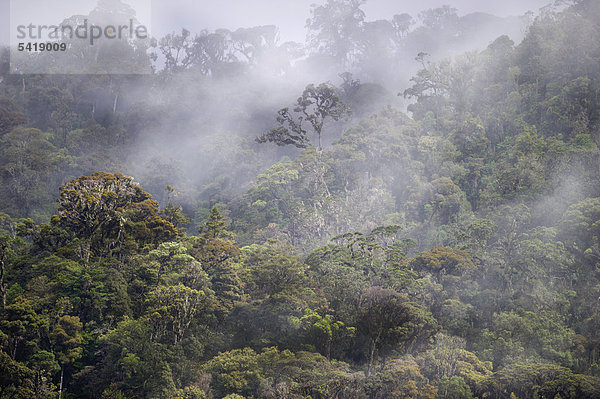 Montaner Regenwald rund um den Mount Hagen  Westliches Hochland  Papua-Neuguinea  Ozeanien