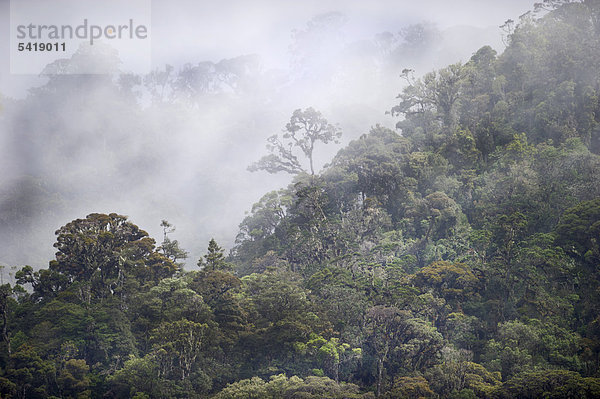 Montaner Regenwald rund um den Mount Hagen  Westliches Hochland  Papua-Neuguinea  Ozeanien