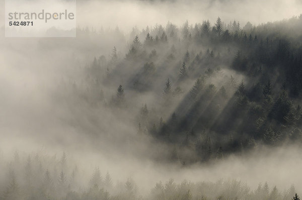 Wald im Nebel  Nasser Grund  Elbsandsteingebirge  Sachsen  Deutschland  Europa