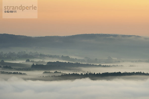 Nebel im Elbsandsteingebirge  Sachsen  Deutschland  Europa