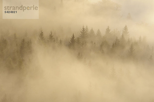 Nebel über dem Nassen Grund  Elbsandsteingebirge  Sachsen  Deutschland  Europa