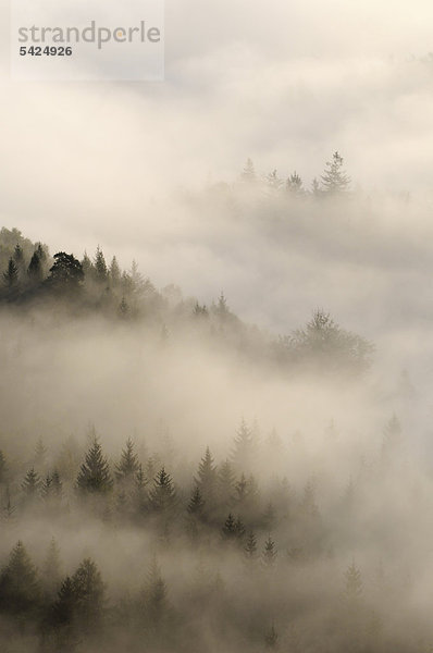 Nebel über dem Nassen Grund  Elbsandsteingebirge  Sachsen  Deutschland  Europa