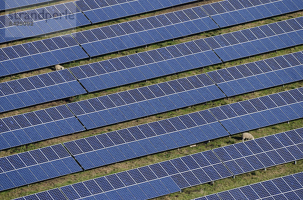 Luftaufnahme  Solarpark  Freiflächen-Photovoltaikanlage  Ausschnitt der Solarmodule  bei Sprakebüll  Kreis Nordfriesland  Schleswig-Holstein  Deutschland  Europa