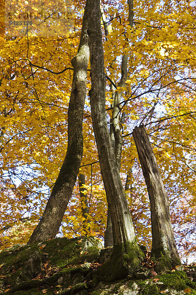 Herbstwald  Bad Urach  Schwäbische Alb  Landkreis Reutlingen  Baden-Württemberg  Deutschland  Europa