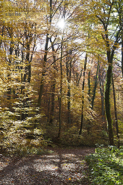 Sonnenstrahlen im Herbstwald  Bad Urach  Schwäbische Alb  Landkreis Reutlingen  Baden-Württemberg  Deutschland  Europa