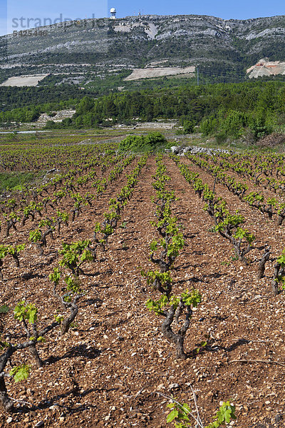 Weinanbau Kacic bei Orebic  Mitteldalmatien  Dalmatien  Adriaküste  Kroatien  Europa  ÖffentlicherGrund