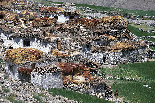 Dorf Tetha  Zanskar  Ladakh  Jammu und Kaschmir  Nordindien  Indien  Himalaya  Asien