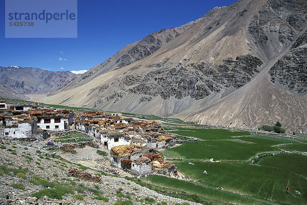 Dorf Tetha  Zanskar  Ladakh  Jammu und Kaschmir  Nordindien  Indien  Himalaya  Asien