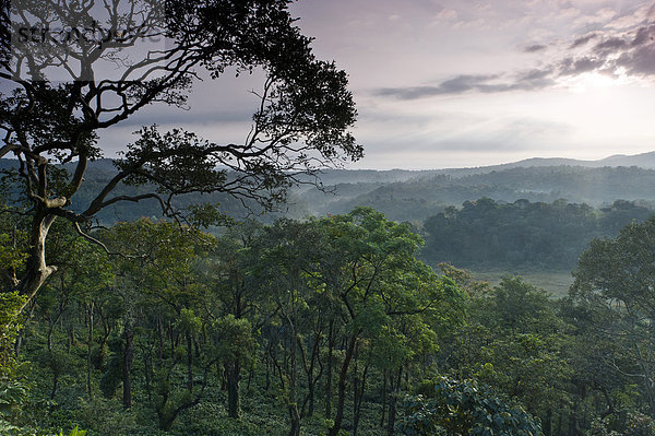 Wald bei Madikeri  Western Ghats  Karnataka  Südindien  Indien  Asien