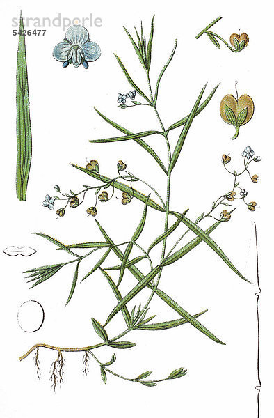 Schild-Ehrenpreis (Veronica scutellata)  Heilpflanze  Nutzpflanze  Chromolithographie  1888