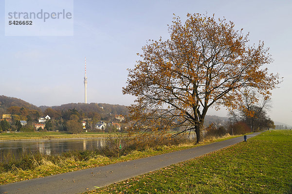Herbstbaum am Elbufer  hinten der Fernsehturm  Dresden  Sachsen  Deutschland  Europa  ÖffentlicherGrund
