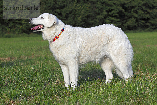 Kuvasz Hündin (Canis lupus familiaris)  Herdenschutzhund