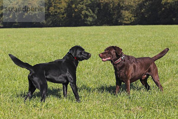 Schwarzer und brauner Labrador Retriever (Canis lupus familiaris)  zwei Rüden stehen sich gegenüber
