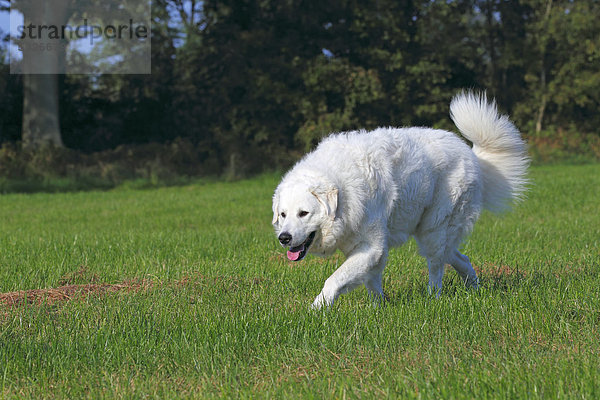 Kuvasz (Canis lupus familiaris)  laufender Rüde  Herdenschutzhund