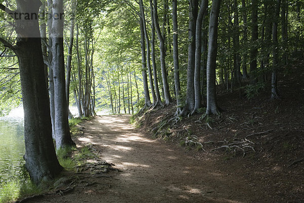 Weg durch den Wald