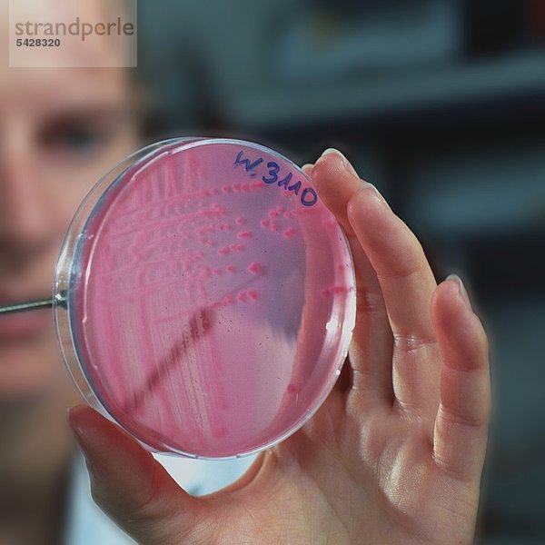 Technik Essgeschirr Zucht Bakterie Ar Gen