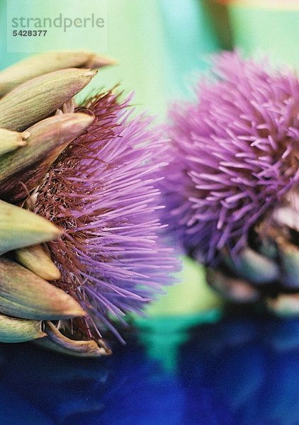 Artischockenblüten Artischocke - Cynara scolymus Gemüsepflanze - Korbblütler - reich an Kalium - Kalzium - Magnesium - Eisen - Kupfer - Mangan - Cynarin - Verdauungsanregend - Appetitanregend