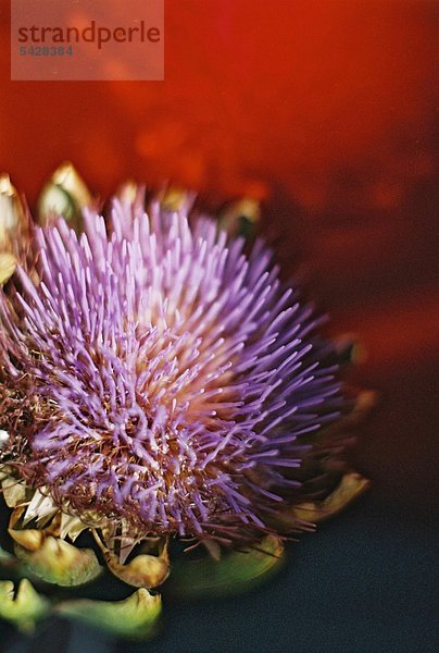 Artischockenblüte und roter Hintergrund Artischocke - Cynara scolymus Gemüsepflanze - Korbblütler - reich an Kalium - Kalzium - Magnesium - Eisen - Kupfer - Mangan - Cynarin - Verdauungsanregend - Appetitanregend