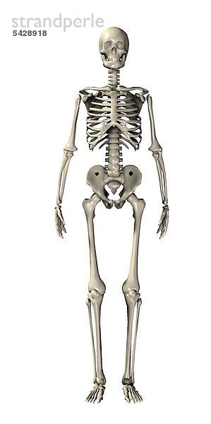 Skelett eines Mannes