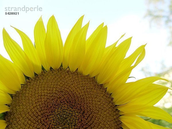 Sonnenblume Helianthus annuus Die Kerne der Sonnenblume haben einen Fettanteil von 50% mit größtenteils ungesättigten Fettsäuren und sind reich an unentbehrlichen Aminosäuren Mineralstoffen und Vitaminen