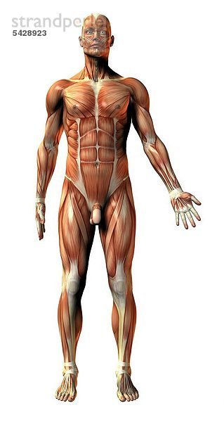 Muskulatur des Menschen am Beispiel eines stehenden Mannes - musculature of humans