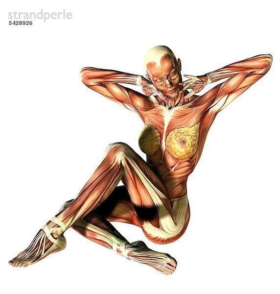 Muskulatur des Menschen am Beispiel einer sitzenden Frau - musculature of humans