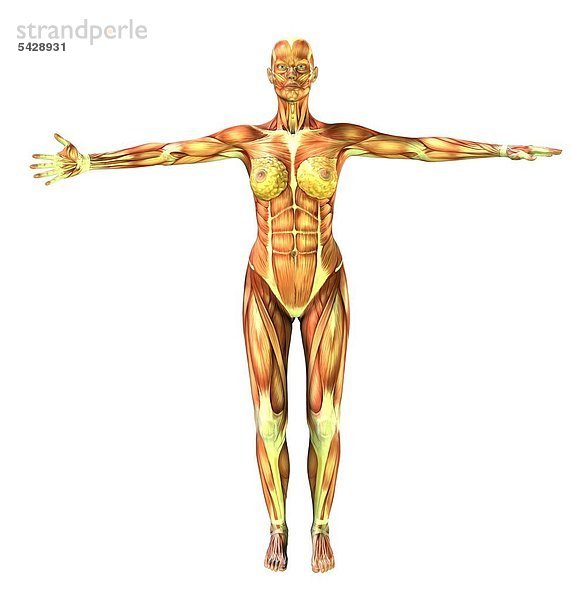 Muskulatur des Menschen am Beispiel einer stehenden Frau - musculature of humans