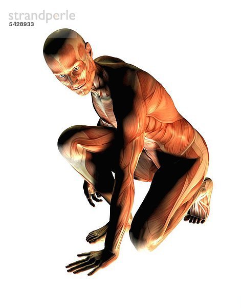 Muskulatur des Menschen am Beispiel eines knienden Mannes - musculature of humans