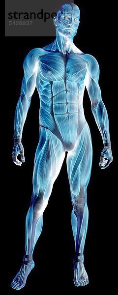 Muskulatur des Menschen am Beispiel eines stehenden Mannes - musculature of humans
