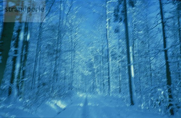 Schneebedeckter Wald im Winter