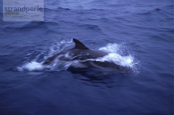 Delfin im Meer