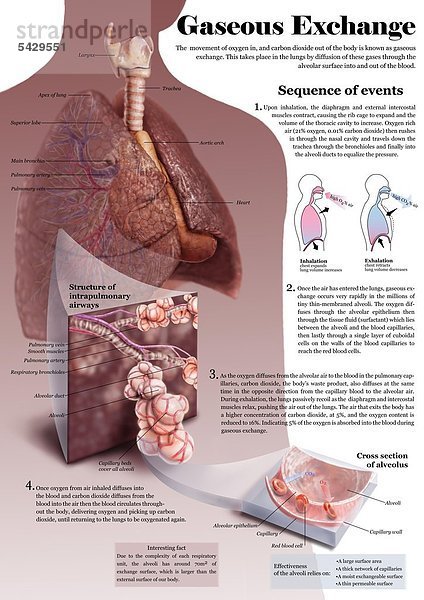 Poster: Luftaustausch Lunge