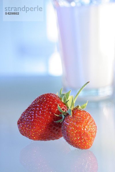 Zwei Erdbeeren - Milchglas im Hintergrund - Erdbeere - Fragaria Vesca - Die Erdbeere gehört zur Familie der Rosengewächse sie enthält Vitamin C Folsäure und Eisen sie enthält Phenolsäure und wirkt damit vorbeugend gegen Krebs weiterhin wirkt sie blutreinigend beruhigend und appetitanregend - Milch enthält Vitamin B1 B12 und Vitamin C sowie Kalzium Magnesium und Eiweiß- Sie dient dem Zahn- und Knochenaufbau