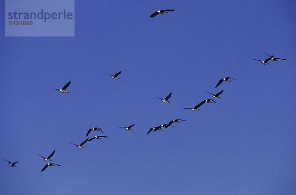 Zugvögel fliegen am Himmel - Vogelgrippe oder Geflügelpest : Influenza A ( H5N1 ) ist ein Subtyp des Influenza-A-Virus  das bei Vögeln (insbesondere in Hühnern und Wasservögeln) gefunden wird. Die Virusstämme des Subtyps H5N1 gelten als hochpathogene Form der aviären Influenza ( HPAI ). Influenzaviren gehören zur Familie der Orthomyxoviren. Vogel-Influenzaviren: A/ H5N1 Virus A/ H9N2 Virus A/ H7N7 Virus A N5N1 Virus A/ H9N2 Virus