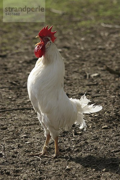 Crowing cock