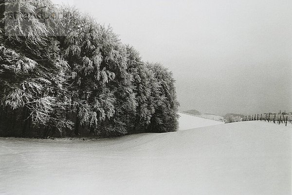 Schneebedeckte Landschaft mit Bäumen - Schwarz Weiß