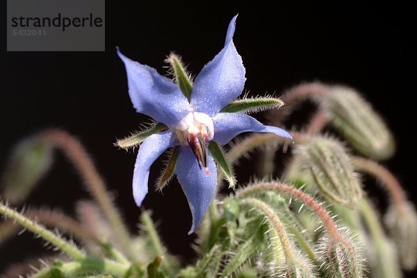 Gurkenkraut Borago officinalis