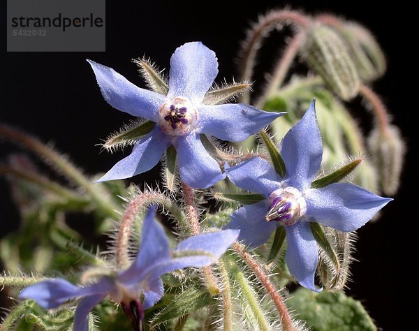 Gurkenkraut Borago officinalis