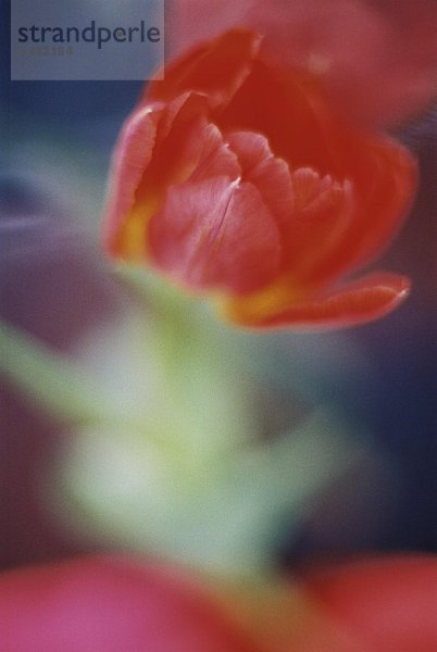 rot Bewegungsunschärfe Tulpe