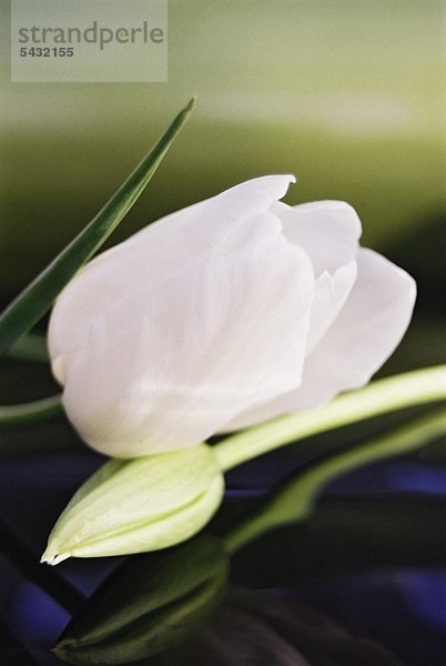 eine weiße Tulpe und eine Tulpenknospe