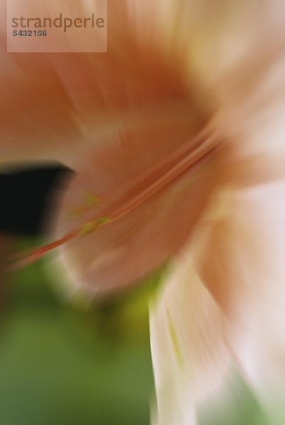 Nahaufnahme eines verschwommenen Blütenblattes von einem Hibiskus Hibiskus wirkt schleimlösend appetitanregend mild abführend