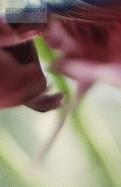 Symbolfoto - Nahaufnahme einer verschwommenen Blüte