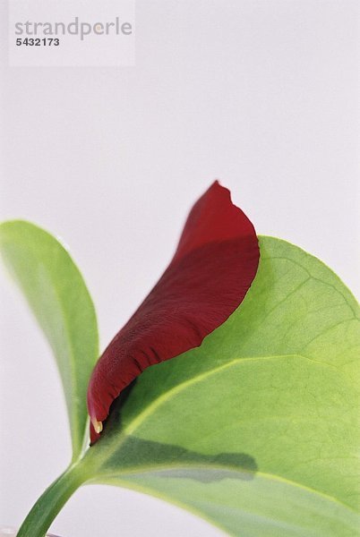 grünes und rotes Blatt einer Pflanze von unten fotografiert