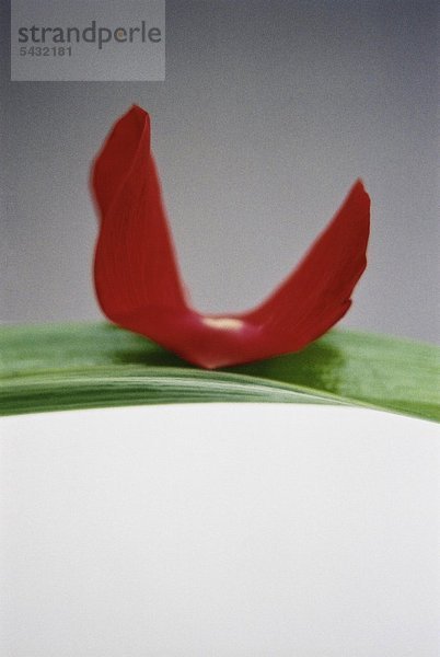ein rotes Blütenblatt balanciert auf einem grünen Blatt
