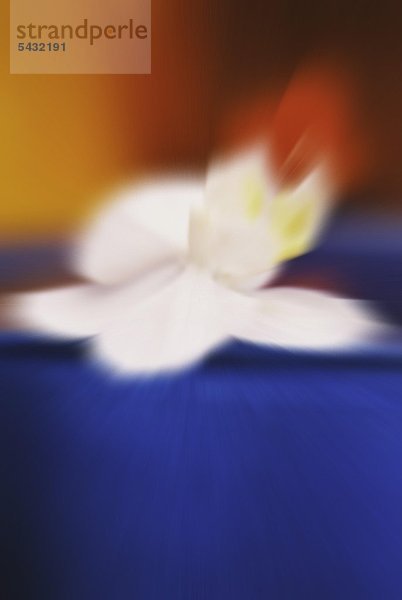 weiße Blüte liegt auf blauem Grund - unscharfe Fotografie
