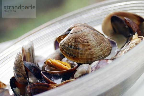 Clams - Sandmuscheln Teppichmuscheln Vongole versace - Muscheln -Bivalvia - Lamellibranchia - durch eine Kalkschale geschützte Weichtiere - Können mit Schwermetallen wie Kadmium Blei und Quecksilber belastet sein.