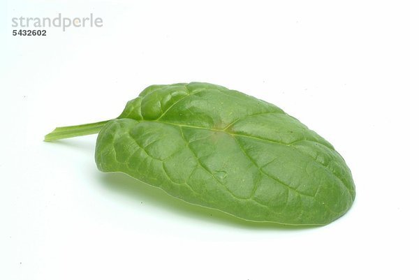 ein Spinatblatt auf weißem Grund - Lebensmittel - Gemüse - Spinat - Blattspinat - Spinacia oleracea - einjährige Gemüsepflanze - Gartengemüse - frische Blätter - food - vegetable - spinach - fresh leaves - gardenvegetable Spinacio - Spinat - Gänsefußgewächs - Inhaltsstoffe - Vitamin K - Vitamin C - Betakarotin - Vitamin B - Mineralstoffe - Kalium - Kalzium - Magnesium - Eisen - Mangan - Spinat reichert Nitrat an - beim Wiederaufwärmen kann sich Nitrat in Nitrit umwandeln